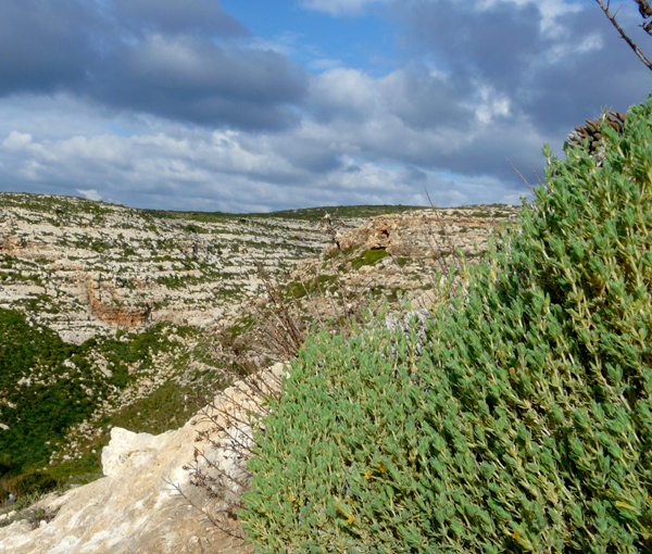 Crucianella rupestris / Crucianella maltese